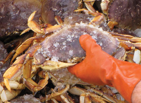 crabbing garibaldi